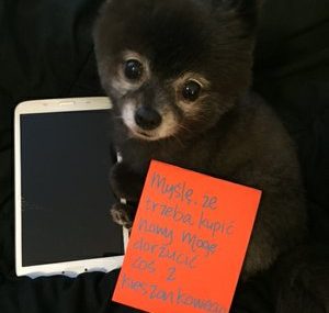 Ponad 1,7 mln urządzeń mobilnych zniszczonych przez zwierzęta domowe w Polsce