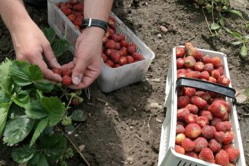 Praca na wakacje – liczymy na 1500-2000 zł na rękę