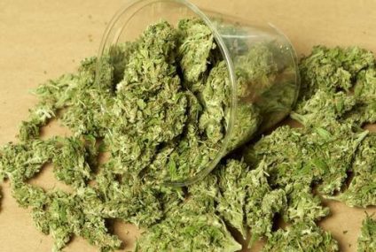 Banki zarabiają na marihuanie