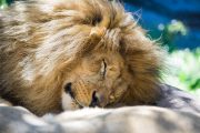 GetBack pogrzebał Lion’s Bank. Marka zostanie zlikwidowana