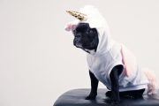 Co dziesiąty startup wierzy, że hoduje jednorożca