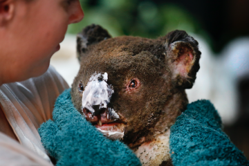 Chcesz pomóc ogarniętej pożarami Australii? Możesz to zrobić w aplikacji Revolut