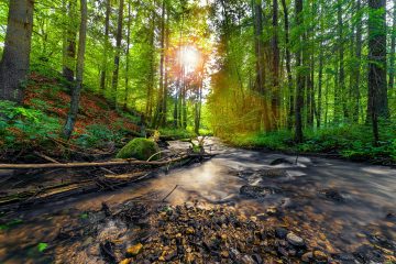 BOŚ: Polacy niechętnie inwestują w działania proekologiczne