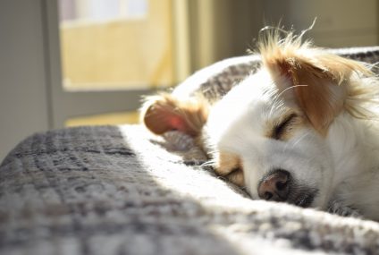 Międzynarodowy Dzień Psa – polisa dla czworonoga w prezencie
