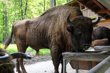 Bank Pekao zaprosił dzieci na przyrodniczy spacer z żubrami Bank Pekao zaprosił dzieci na przyrodniczy spacer z żubrami