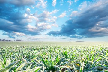 Generali Agro rozpoczyna jesienny sezon sprzedaży ubezpieczeń upraw