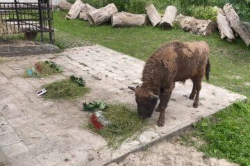 Pozwólcie przedstawić sobie: pan żubr, co sianko skrobie… czyli typowanie wyniku meczu Polska – Holandia w stylu Banku Pekao Pozwólcie przedstawić sobie: pan żubr, co sianko skrobie… czyli typowanie wyniku meczu Polska – Holandia w stylu Banku Pekao
