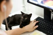 Twisto uruchamia płatność ratalną w imoje od ING